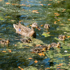 Female Mallard with Ducklings