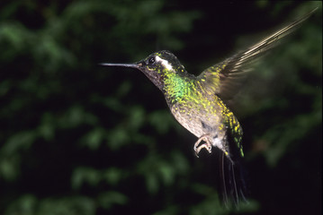 Colibri / Oiseau-mouche