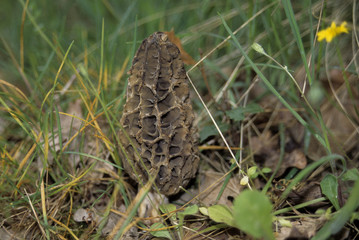 Morchella conica / Morille conique