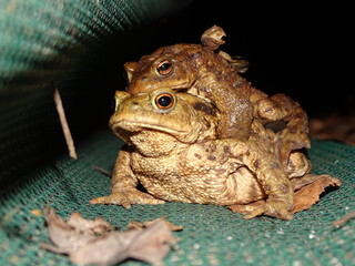 Fototapeta premium Amphibienschutz 