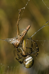Argiope bruennichi / Epeire fasciée