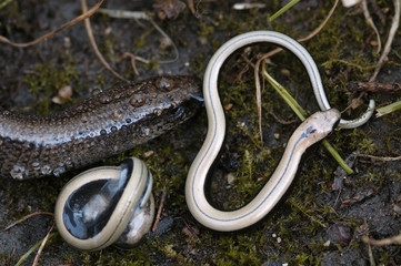 Anguilis fragilis / Orvet