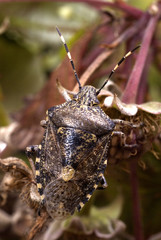 Dolycoris baccarum / Punaise des baies / Pentatome des baies