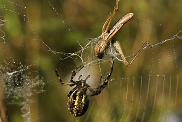 Argiope bruennichi / Epeire fasciée
