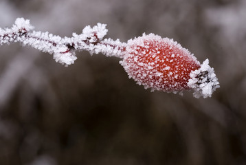 Givre / Rosa canina / Eglantier