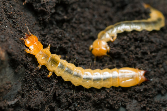 Black-headed cardinal beetle, pyrochroa coccinea larva on wood