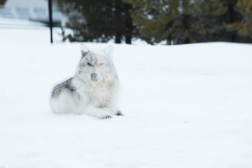 Fototapeta premium a wolf is laying down with the snow in the winter in the relax time