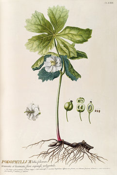 Illustration botanique / Podophyllum peltatum / Podophylle pelté
