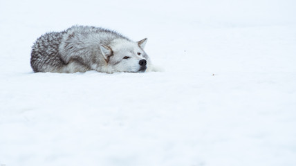Obraz premium a wolf is laying down with the snow in the winter in the relax time