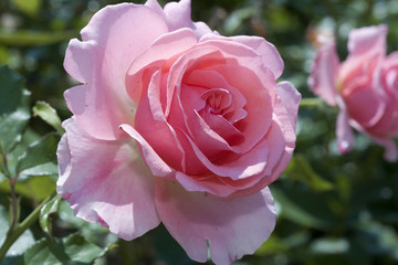 Rosa x / Rose 'Penthouse'