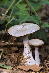 Clitocybe nebularis / Clitocybe nébuleux