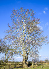 Blooming silver poplar. Silver poplar tree in spring. Poplar