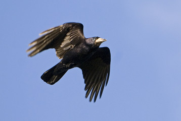 Corvus frugilegus / Corbeau freux