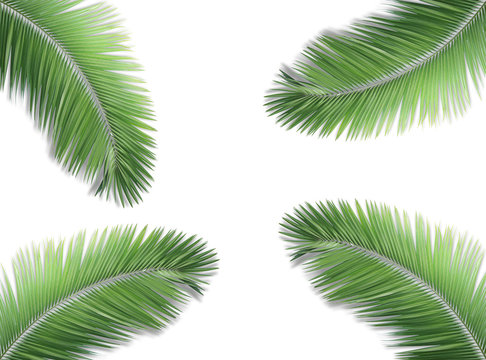 Palm leaf isolated