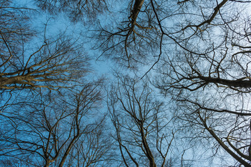 Looking up into a winter tree canopy