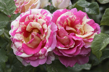 Rosa x / Rose 'Claude Monet'
