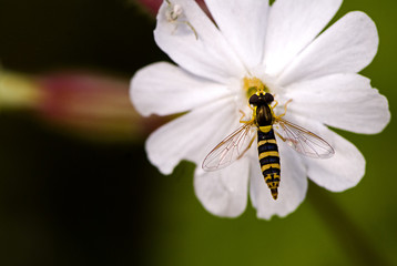 Sphaerophoria scripta / Syrphe porte plume / Syrphe du groseillier