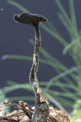 Auriscalpium vulgare / Hydnum auriscalpium / Hydne cure-oreille