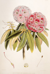 Illustration botanique / Rhododendron campbelliae