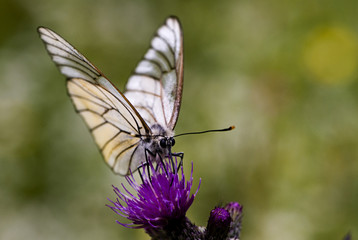 Aporia crataegi / Gazé / Piéride de l'aubépine