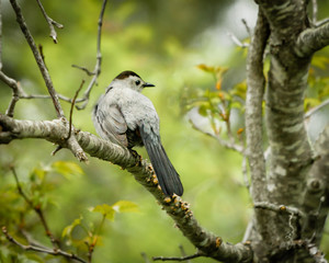 Catbird
