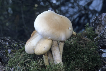 Agrocybe aegerita / Pholiote du peuplier