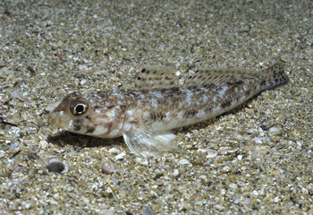 Gobius sp. / Gobie