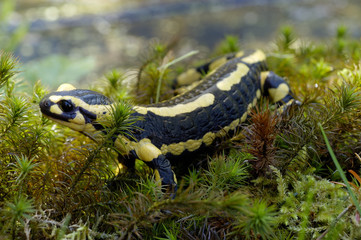 Salamandra salamandra / Salamandre terrestre