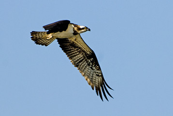 Pandion haliaetus / Balbuzard pêcheur / Balbuzard fluviatile