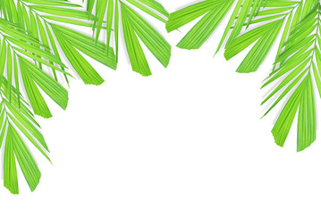 Palm leaf isolated on white background