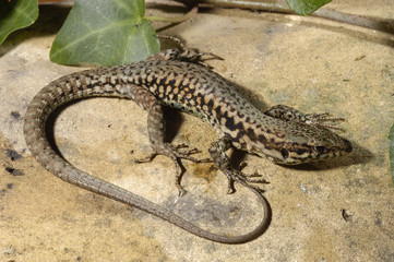 Podarcis muralis / Lézard des murailles