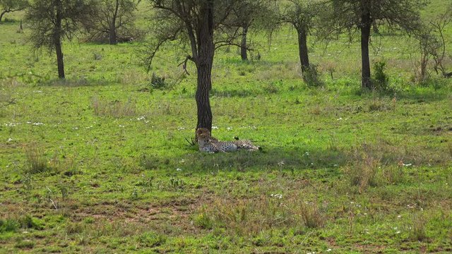 Пара гепардов в тени акации. Увлекательное сафари-путешествие по африканской саванне. Танзания.