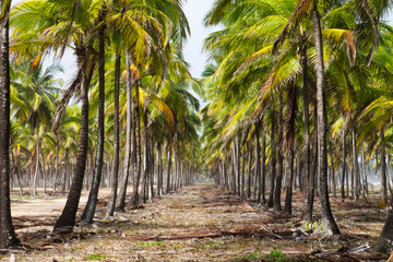 Obraz premium Coconut Trees Maracaipe - Pernambuco, Brazil
