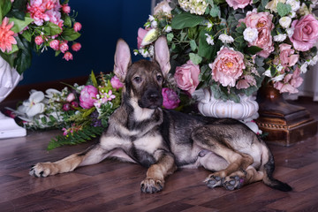 Cute puppy lying on the floor with flowers