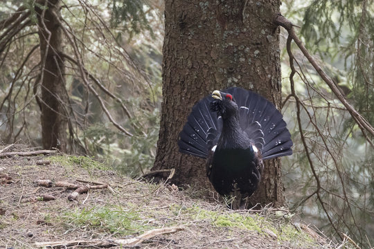 Trentino Alto Adige, Italy. Capercaillie.