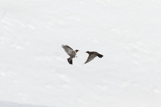 Ring ouzel flying in sky