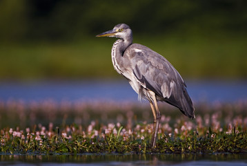 Ardea cinerea / Héron cendré