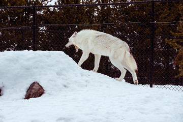 a tired wolf is yawning  with the snow in the winter in the relax time