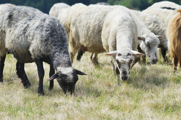 Fototapeta premium Herd of sheep in the pasture