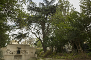 Cèdre du Liban / Planté en 1870 / Cimetière du Père Lachaise / Paris