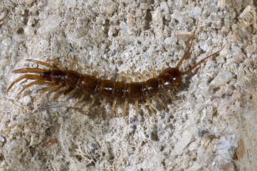 Lithobius forficatus / Chilopode / Mille pattes