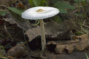 Lepiota alba / Lépiote blanche