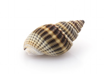 Fototapeta premium Single snail shell closeup on white background