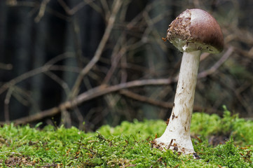 Amanita porphyria / Amanite porphyre