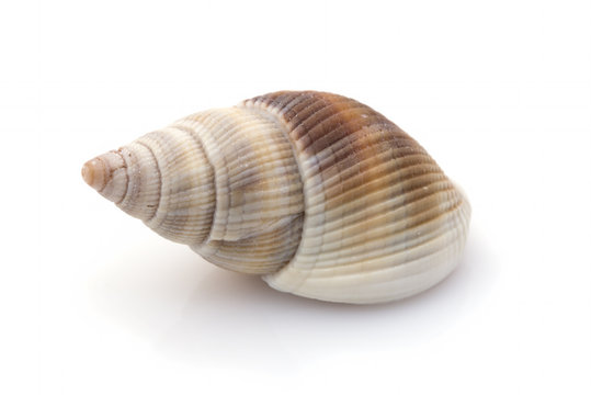 Single snail shell closeup on white background