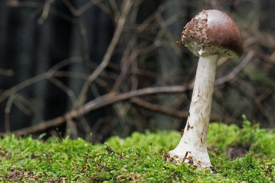 Amanita Porphyria / Amanite Porphyre