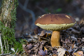 Xerocomus badius / Bolet bai