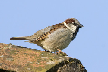 Passer domesticus / Moineau domestique / Mâle