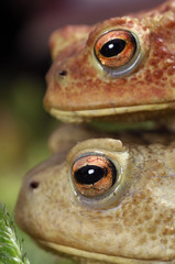 Bufo bufo / Crapaud commun