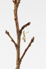 Praying mantis nymph on branch